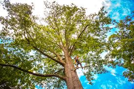 Best Utility Line Clearance  in Bloomingdale, NJ