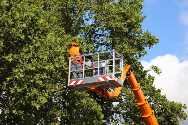  Bloomingdale, NJ Tree Removal Pros