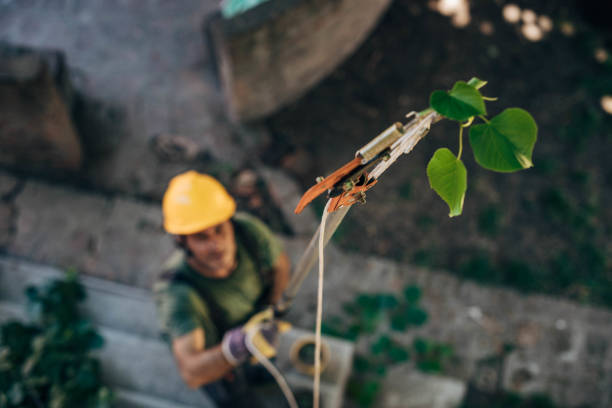How Our Tree Care Process Works  in  Bloomingdale, NJ