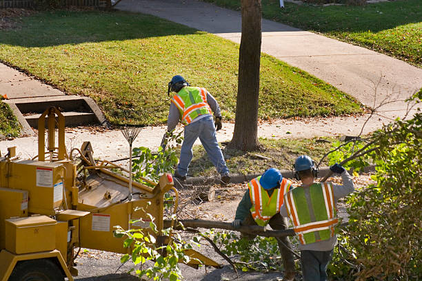 Best Root Management and Removal  in Bloomingdale, NJ