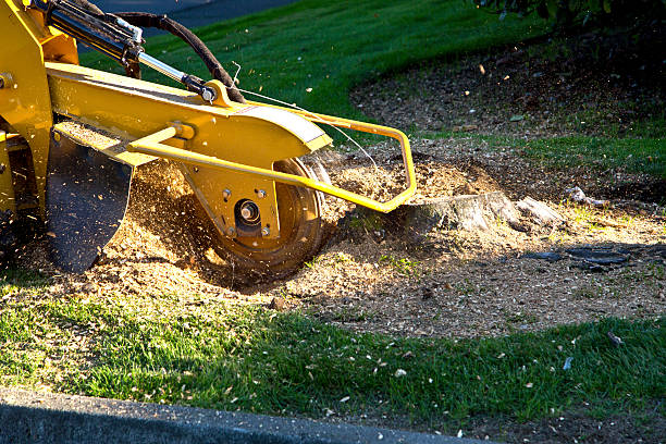 Best Sod Installation  in Bloomingdale, NJ