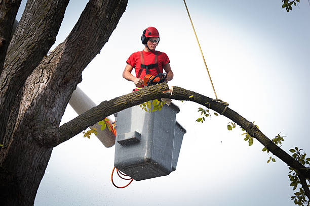 Best Arborist Consultation Services  in Bloomingdale, NJ