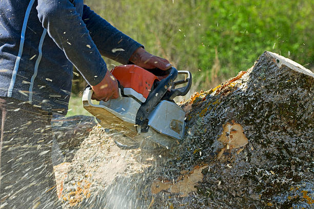 Best Lawn Renovation and Restoration  in Bloomingdale, NJ